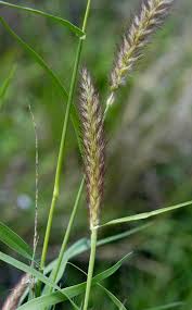 Image result for Cenchrus ciliaris