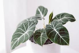 Australian plants online information about poisonous australian native plants, (mainly in relation to stock and animal poisonings). Alocasia Black Velvet Care Alocasia Reginula Smart Garden Guide