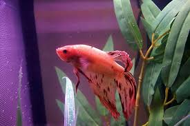 Download Fighter Fish Colorful Wallpapers Siamese Fish Wallpaper Fish Betta Fish