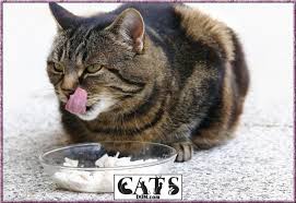 She hasnt stopped eating, and isnt suffering any illnesses. How To Fatten Up A Kitten In 7 Quick And Easy Steps