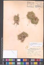 Image result for Aristida scabrivalvis