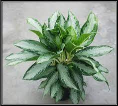 Enh1117 Ep382 Tropical Foliage Plant Development Breeding Techniques For Aglaonema And Dieffenbachia