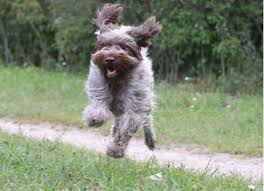Wirehaired pointing griffon facts video timestamps: Wirehaired Pointing Griffon Dog Breed Everything You Need To Know