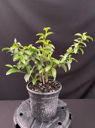 Image result for Sclerochiton hirsutus