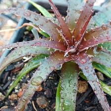 Image result for Dyckia