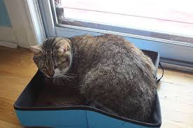 My Cat S Litter Box Smells What Can I Do Advice For Smelly Litter Boxes In Small Apartments Pets Overload Pet Cat Training Litter Box Cat Training Cats