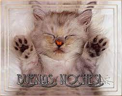 Pin En Gatos Con Frases