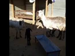 نعجة سواكنية متبع توأم للبيع حراج اونلاين Horses Animals Goats