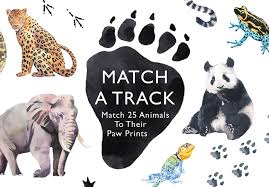 match a track match 25 animals to their paw prints magma