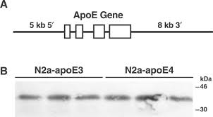 Colors that appeared solid were actually fields of tiny dots positioned closely together. Astroglial Regulation Of Apolipoprotein E Expression In Neuronal Cells Journal Of Biological Chemistry