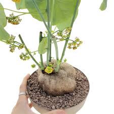 Image result for Stephania cyanantha