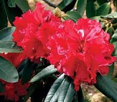 Rhododendron Taurus Rhododendron Plant Plants Rhododendron