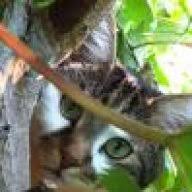 Kater Humpelt Katzen Forum Das Grosse Katzenforum