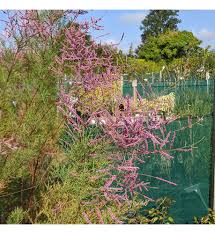 Image result for tamarix ramosissima pink cascade