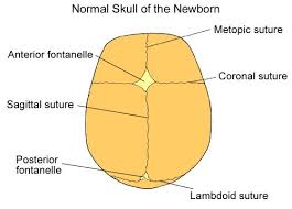 Sutures Of The Skull Sutures Awareness Don T Worry