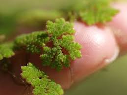 Image result for Azolla
