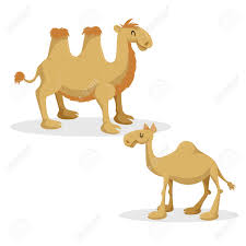 The most famous historical style of camel cigarettes is the soft pack of the regular, unfiltered in late 1987, rjr created joe camel as the mascot for the brand. Cartoon Trendy Style Camels Set Dromedary Camel And Bactrian Royalty Free Cliparts Vectors And Stock Illustration Image 96709105