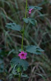 Image result for Urena lobata