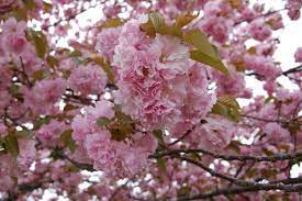 Have you got young fruiting trees in your garden like i do? What Kind Of Flowering Tree Is This Gardening Landscaping Stack Exchange