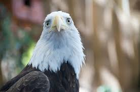 A Photo Of The American Bald Eagle From The Front Bald Eagle Birds Of Prey American Bald Eagle