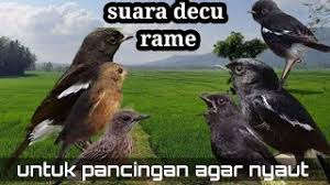 Burung decu wulung are a topic that if you're searching for burung decu wulung pictures information related to the burung decu wulung. Download Lagu Pancingan Burung Decu Mp3 Video Mp4 3gp