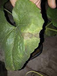 Image result for thrips damage on cucumber