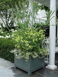 12 free* butterfly plug plants *simply pay £6.99 postage costs to receive a. Nicotiana Alata Deborah Silver Co