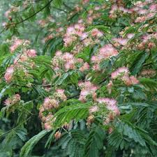 Seidenbaum Albizia Julibrissin Seidenbaum Pflanzen Bepflanzung