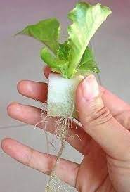 1 Inch 100 Sponge Cubes Hydroponics Aeroponics Aquaponics Nft Drft Parts Grows Hydroponicvegetables Hydroponic Vegetables Aeroponics Hydroponics