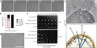 Mechanism of bacterial predation via ixotrophy | Science