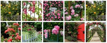 Rose garden designs for small yard rose garden designs beautiful. Front Yard Rose Garden