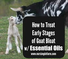 How To Treat Early Stages Of Goat Bloat With Essential Oils Our Simple Farm