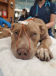 Miracle Puppy Survives Brutal Stabbing Thanks To Her Heroic Adopter