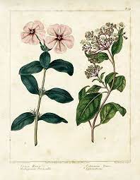 Sydenham Edwards Botanical Prints From Dickson S New Botanic Garden 1806 Antique Botanical Print Botanical Prints Vintage Botanical