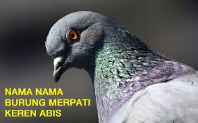 Beberapa merk pakan komplit untuk ayam. 57 Nama Nama Burung Merpati Yang Bagus Agar Juara Inilah Info