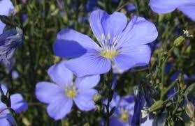 Image result for Linum
