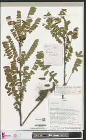 Image result for Tapinanthus erianthus