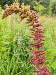 Image result for Gunnera perpensa