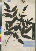 Image result for Lannea antiscorbutica