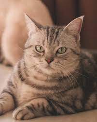 pin on katzen