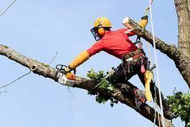 Out On A Limb Tree Service Is A Certified Arborist To Enhance The Natural Beauty Of Your Trees In Northern Virginia Vi Tree Pruning Tree Service Tree Trimming