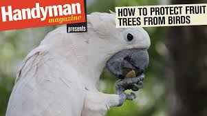 In this installment of let's get growing, learn how to keep birds from eating the fruit off the trees by installing bird netting.from the southwest yard &. How To Protect Fruit Trees From Birds New Zealand Handyman Magazine