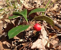 Image result for Teaberry T-Dispatch