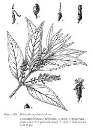 Image result for Helixanthera