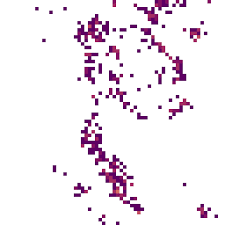 Image result for Tectaria angelicifolia