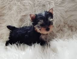 Free puppies and puppies for adoption on here come from world reknown breeders that are looking for homes that would adopt these puppies for free, be sure to scroll through our listings for free. Teacup Yorkie For Sale In Tampa Fl Yorkie Puppies For Sale In Florida Buy Yorkie Puppies Tampa Fl Yorkie Puppy For Sale Yorkie Puppy Yorkie Dogs For Sale