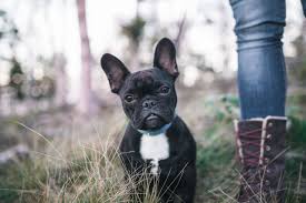 They'll slobber and snore and flaunt a mind of their own. Ten Things You Need To Know About French Bulldogs Before You Buy One Pets4homes