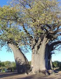 Maybe you would like to learn more about one of these? The Baobab Tree Baobab Foods