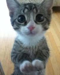 We did not find results for: Gambar Haiwan Comel Added A New Gambar Haiwan Comel