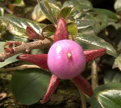 Image result for Gesneriaceae